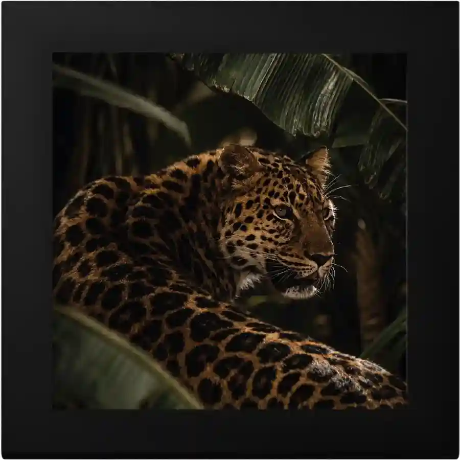 leopard-box Reserve today at artincoins.com, the stunning Barre de Luxe Leopard Silver Coin